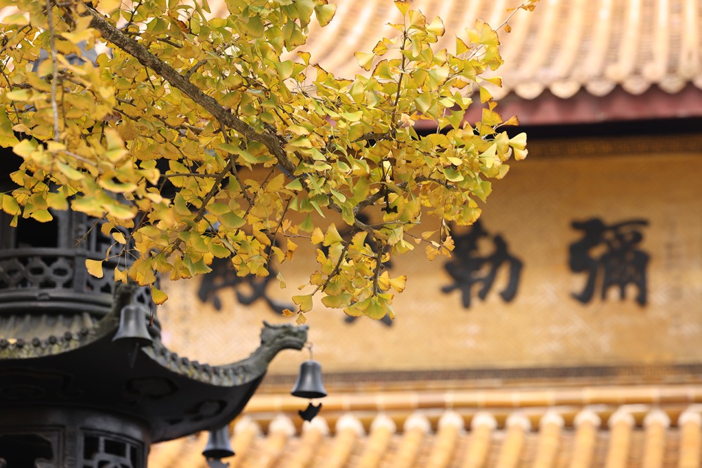 The ancient ginkgo trees at Xuedou Temple are seen 