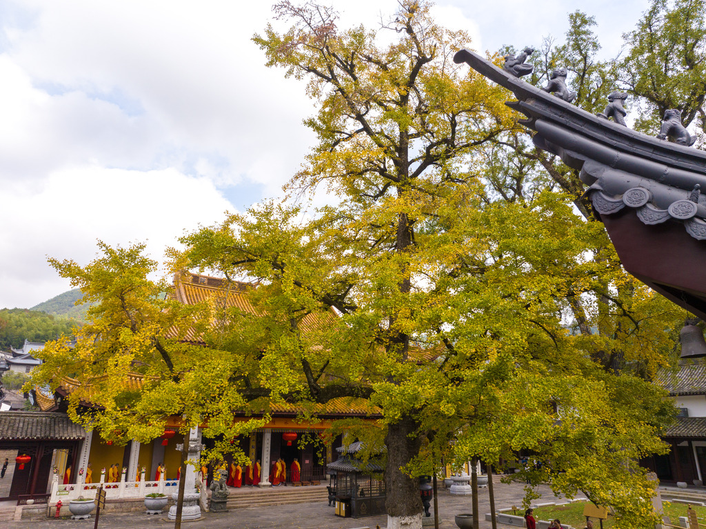 The ancient ginkgo trees at Xuedou Temple are seen 