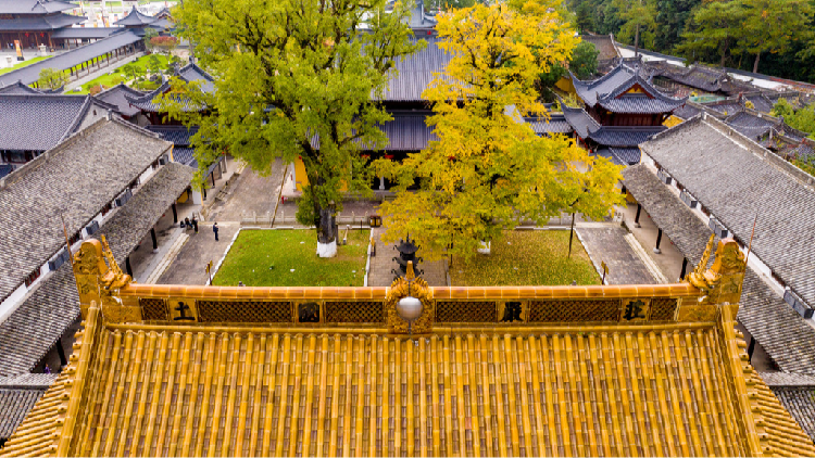 Ancient ginkgo trees in Zhejiang 'draped in golden clothes'