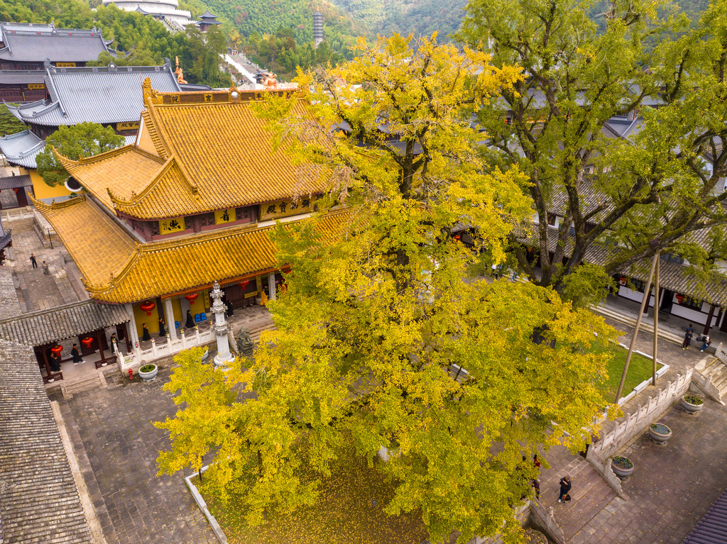 The ancient ginkgo trees at Xuedou Temple are seen 