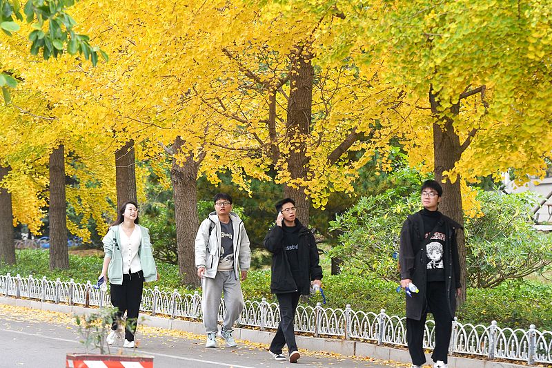 Students walk on the campus of the Shandong University of Science and Technology in Qingdao, east China's Shandong Province, November 9, 2024. /CFP