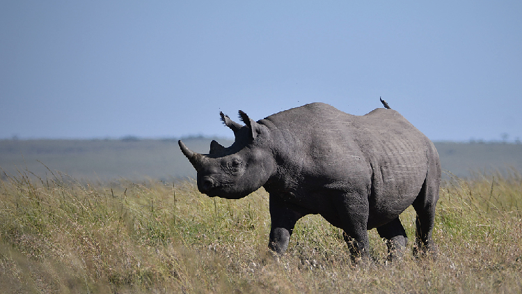 Kenya initiates rhinoceros ear-notching effort to enhance conservation