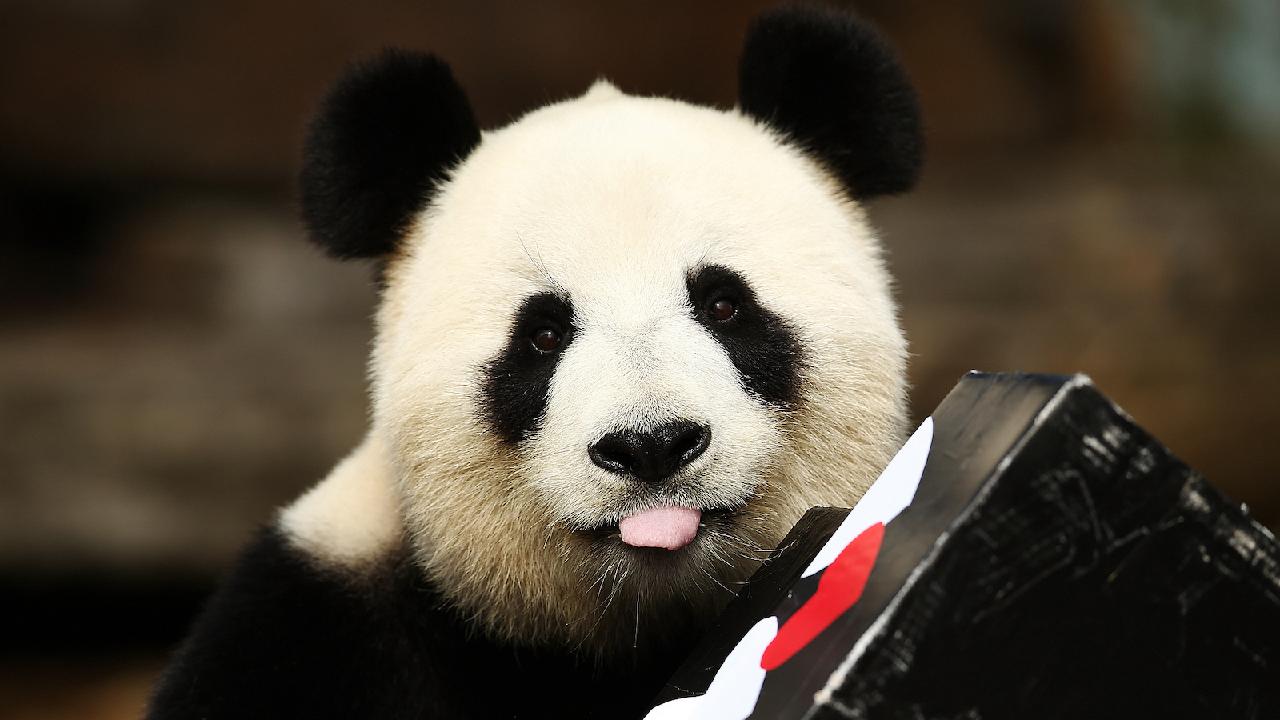 Giant pandas, the only pair in the Southern Hemisphere, return to China