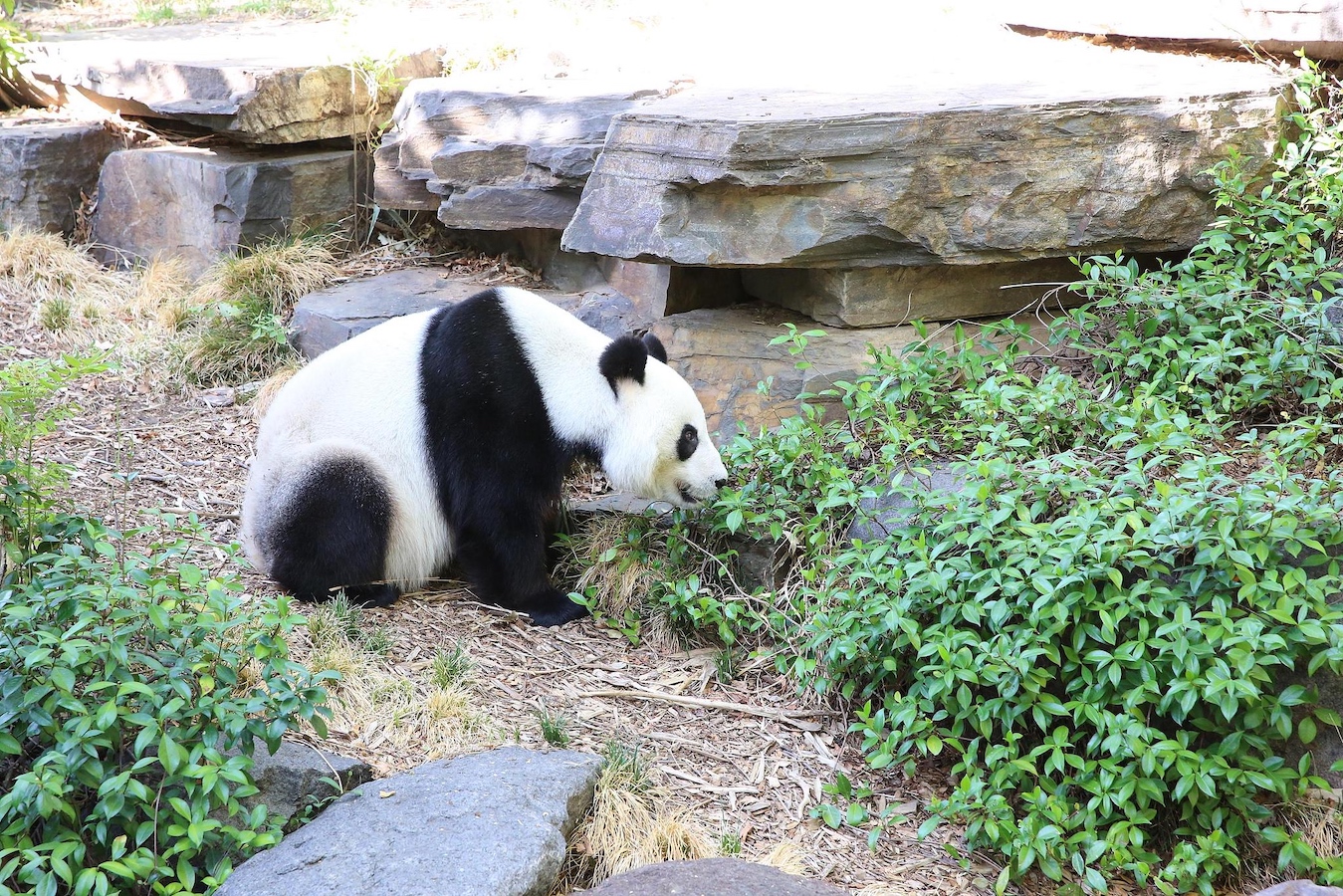 Wang Wang at Adelaide Zoo in Australia, February 27, 2019. /CFP