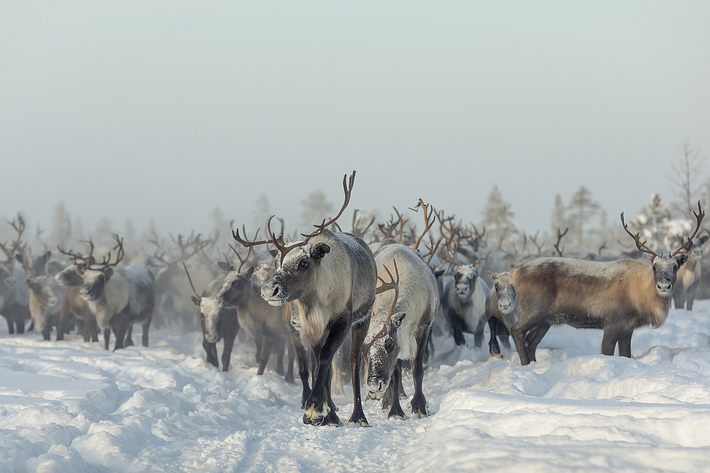 Reindeer, Russia. /CFP