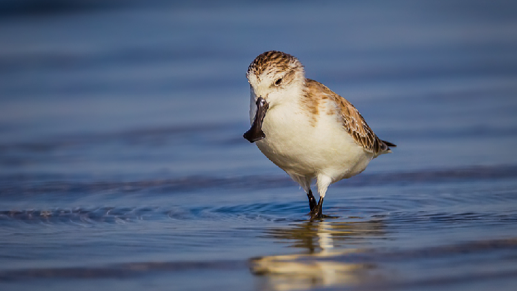 From birds to tigers, primates: Asia Pacific’s biodiversity mission