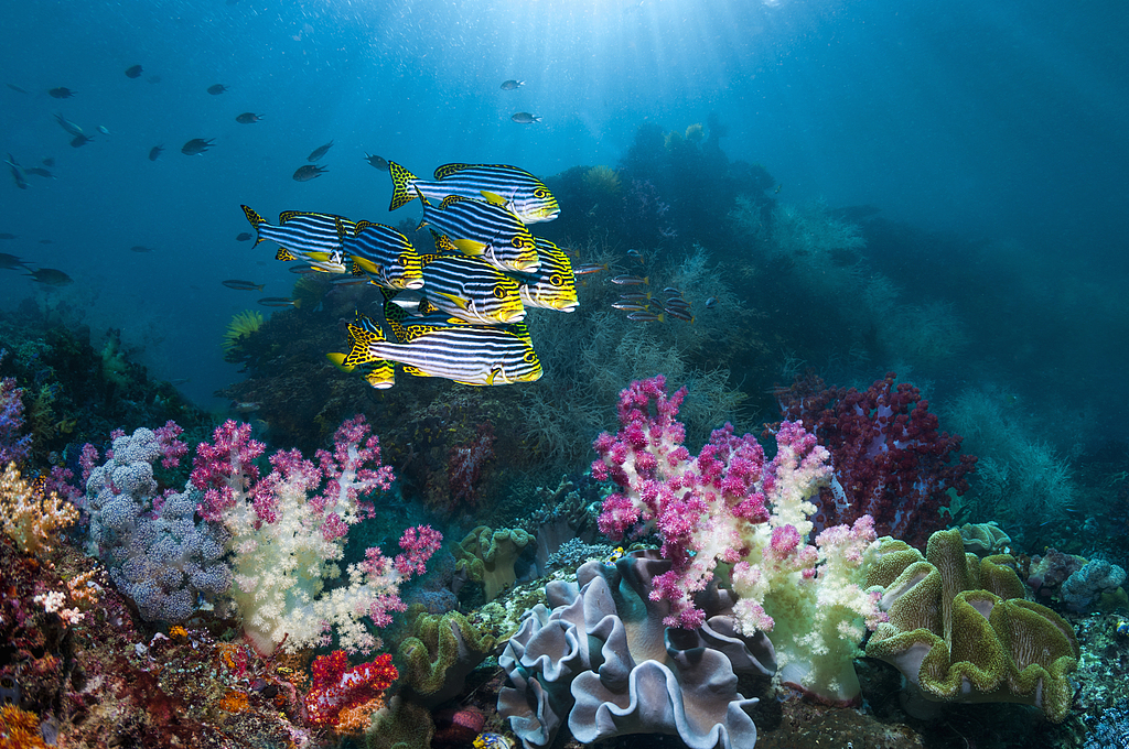 An underwater view of corals, Indonesia. /CFP