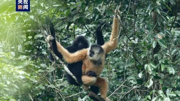 Eastern black crested gibbons. /CMG