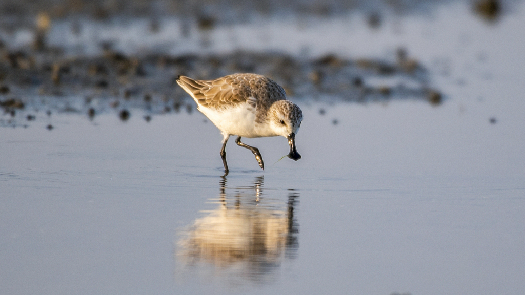 Spoon-billed sandpiper. /CFP