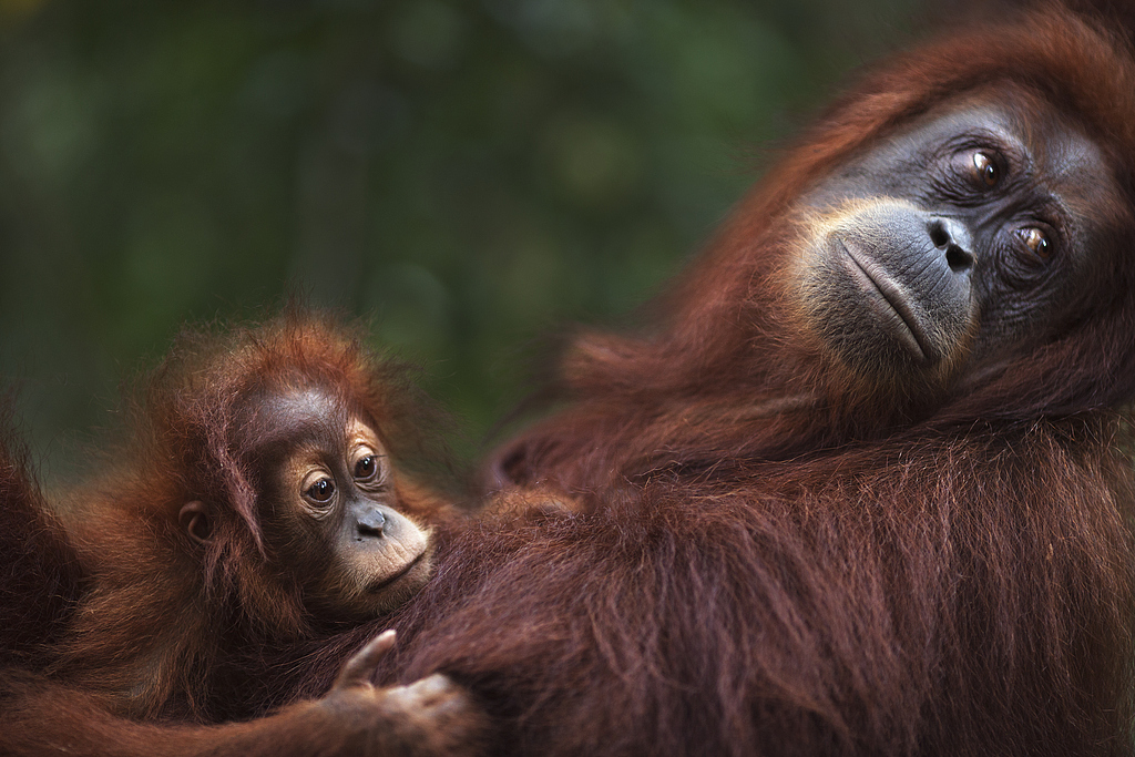 Sumatran orangutan, a critically endangered primate that can be found only on the Southeast Asian islands of Borneo and Sumatra. /CFP