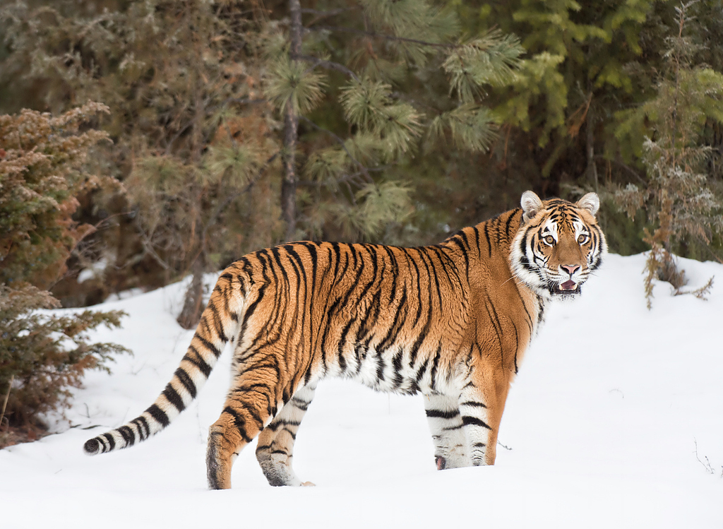 Siberian tiger. /CFP