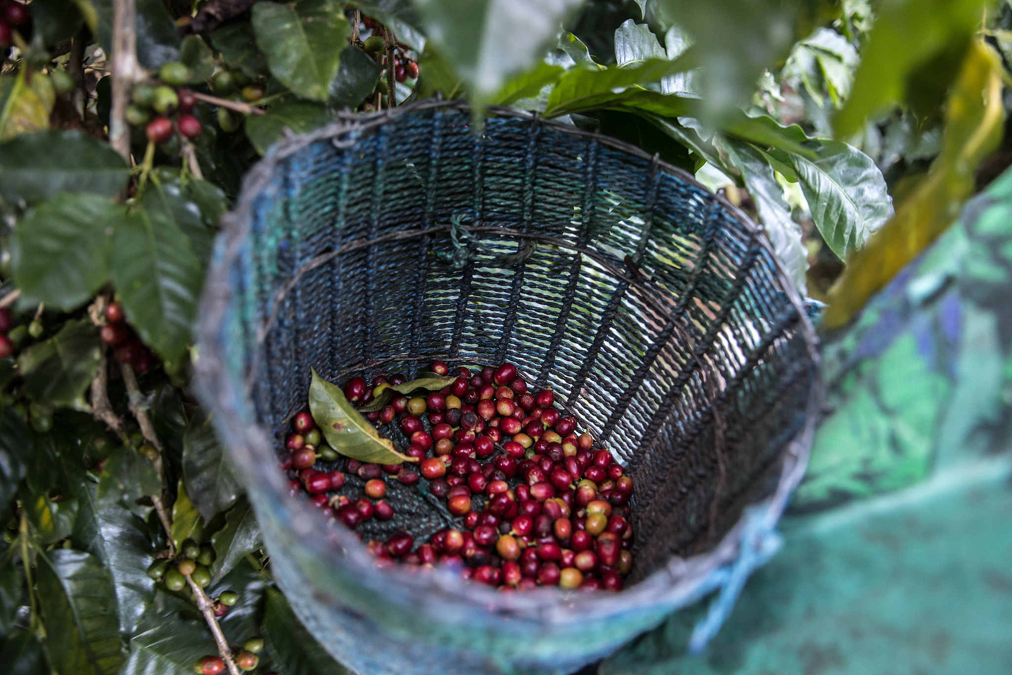 Freshly harvested coffee cherries from a coffee farm in Honduras. /CFP
