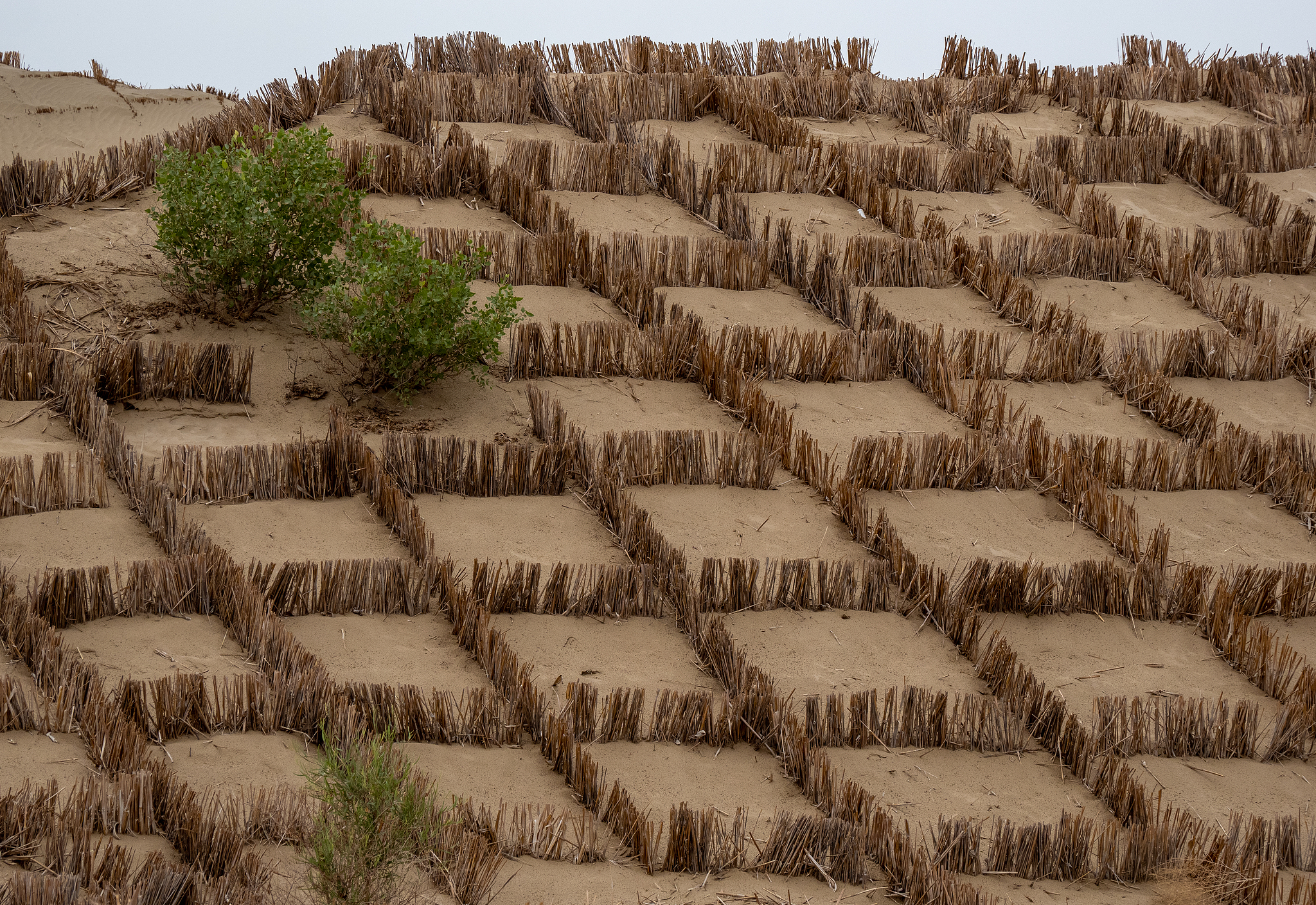 Local people lay bundles of 40-centimeter-long reed grass in a grid pattern, spreading them out in all directions and pressing them into the sand until they form a large net. These grass grids effectively lock in the sand and prevent wind-blown sand from engulfing the roads. This method is known as 