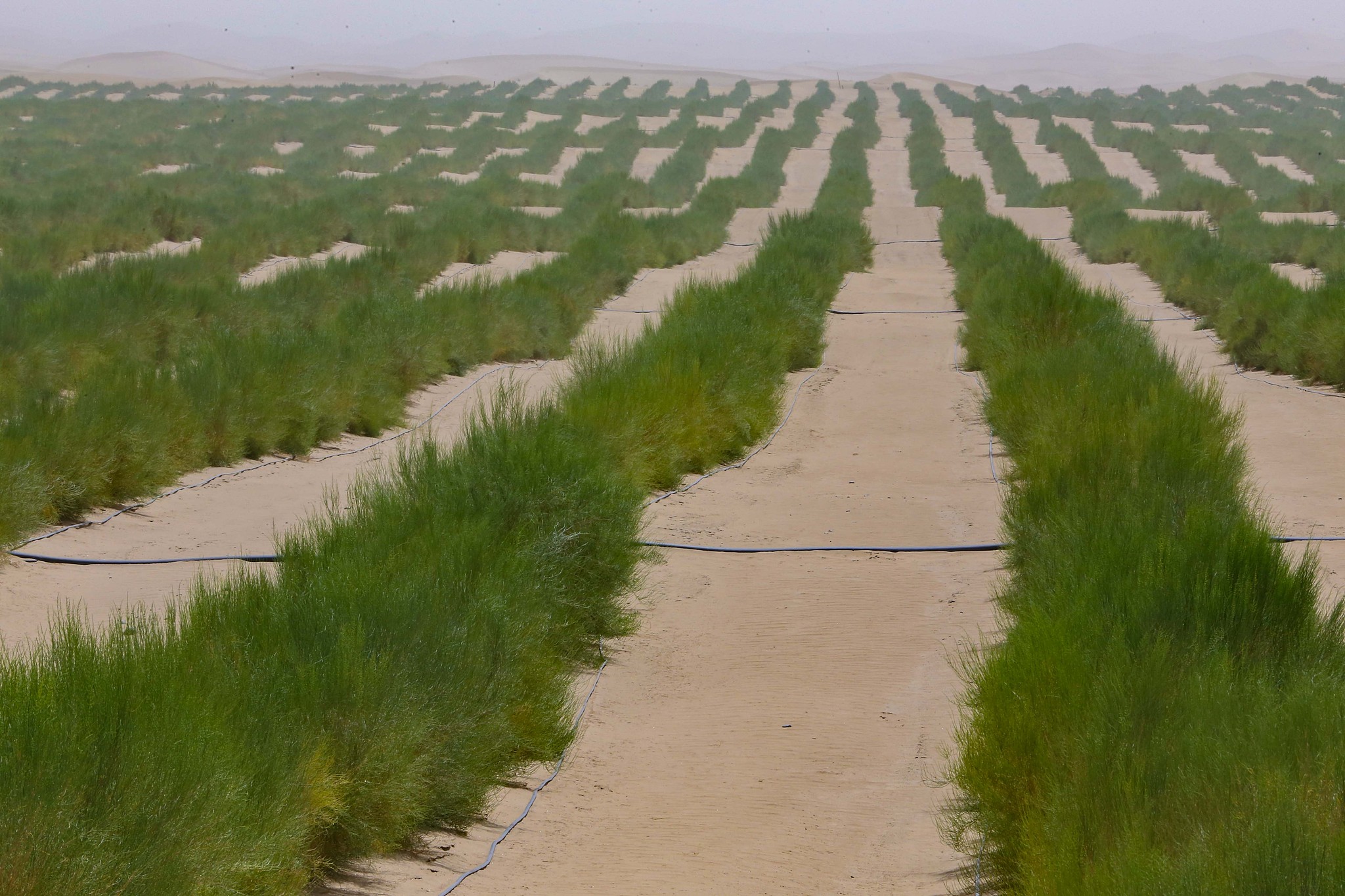 The plants that are hardy to sand in Bayingolin Mongol Autonomous Prefecture, northwest China's Xinjiang Uygur Autonomous Region. /CFP