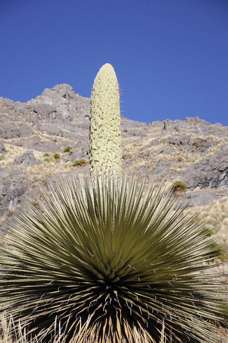 The Queen of the Andes in Peru. /CFP