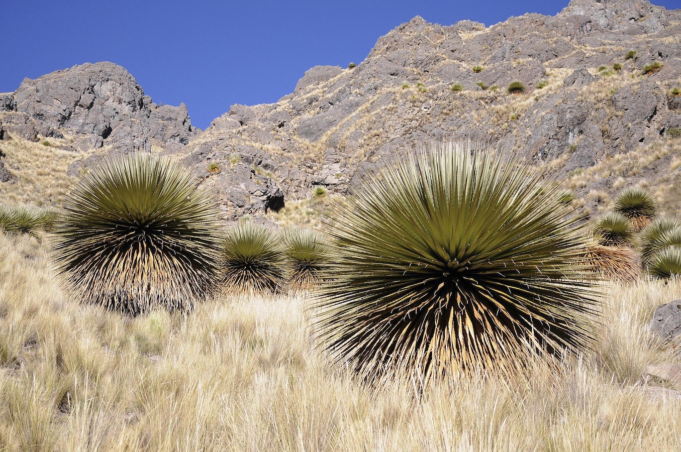 The Queen of the Andes in Peru. /CFP