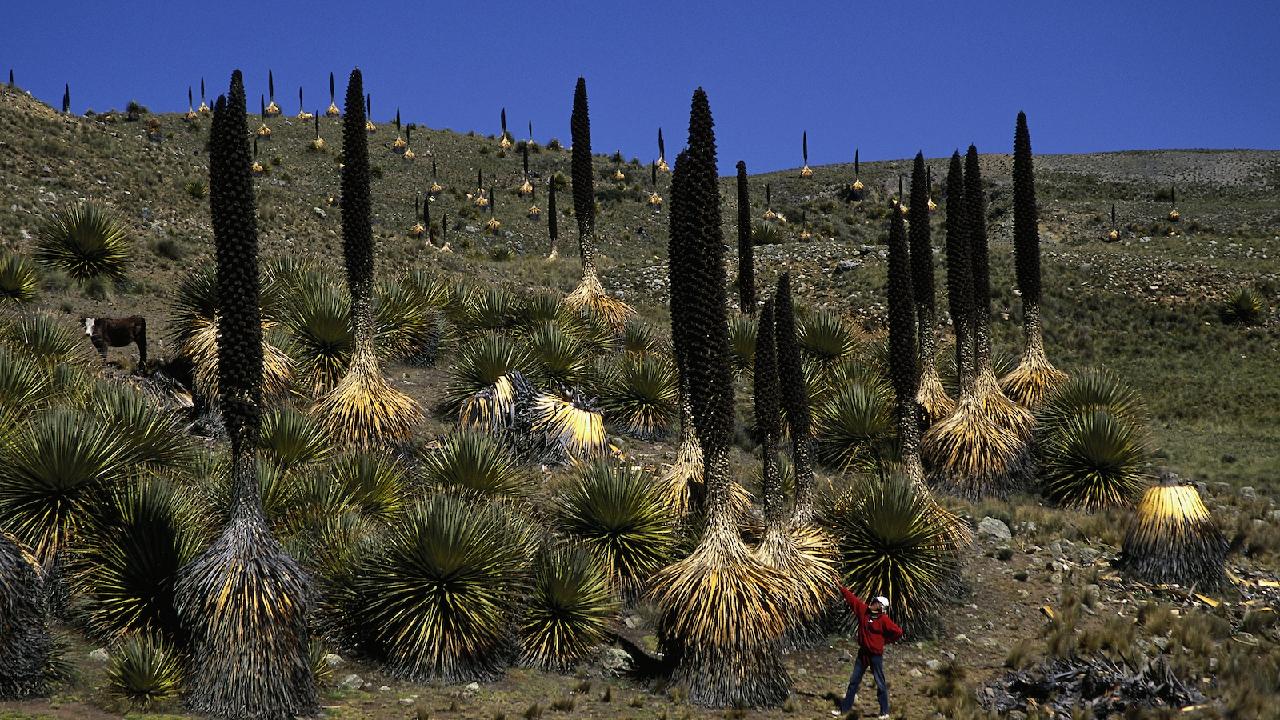 China-Peru collaboration boosted by 'Treasure' plant to safeguard biodiversity