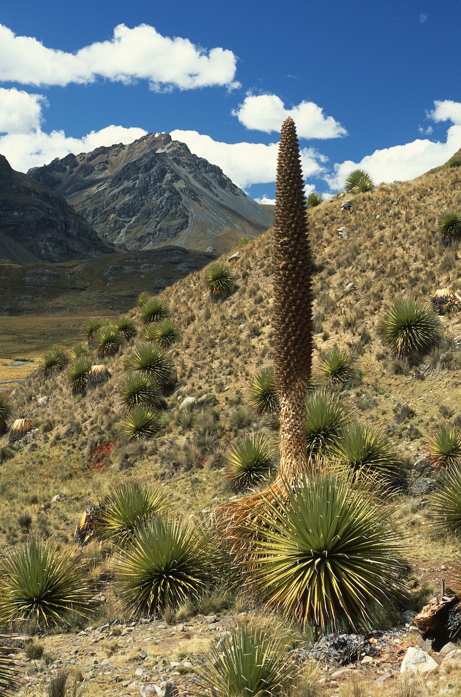 The Queen of the Andes in Peru. /CFP