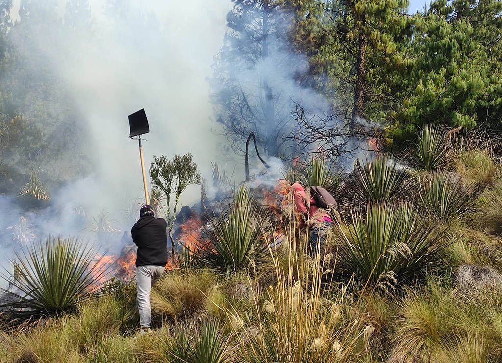 Firefighters, park rangers work to put out a forest fire in Cajas National Park, Azuay Province, southern Ecuador, November 16, 2024. /CFP