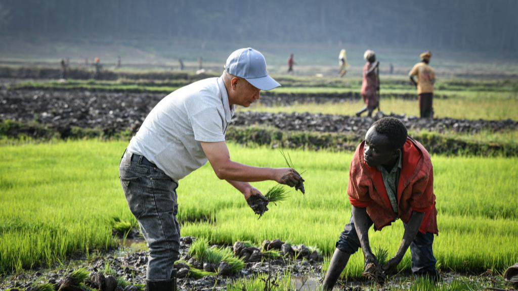 A rice expert guides a local rice farmer on how to transplant seedlings in the rice fields in Huye District, Rwanda, August 14, 2024. /Xinhua