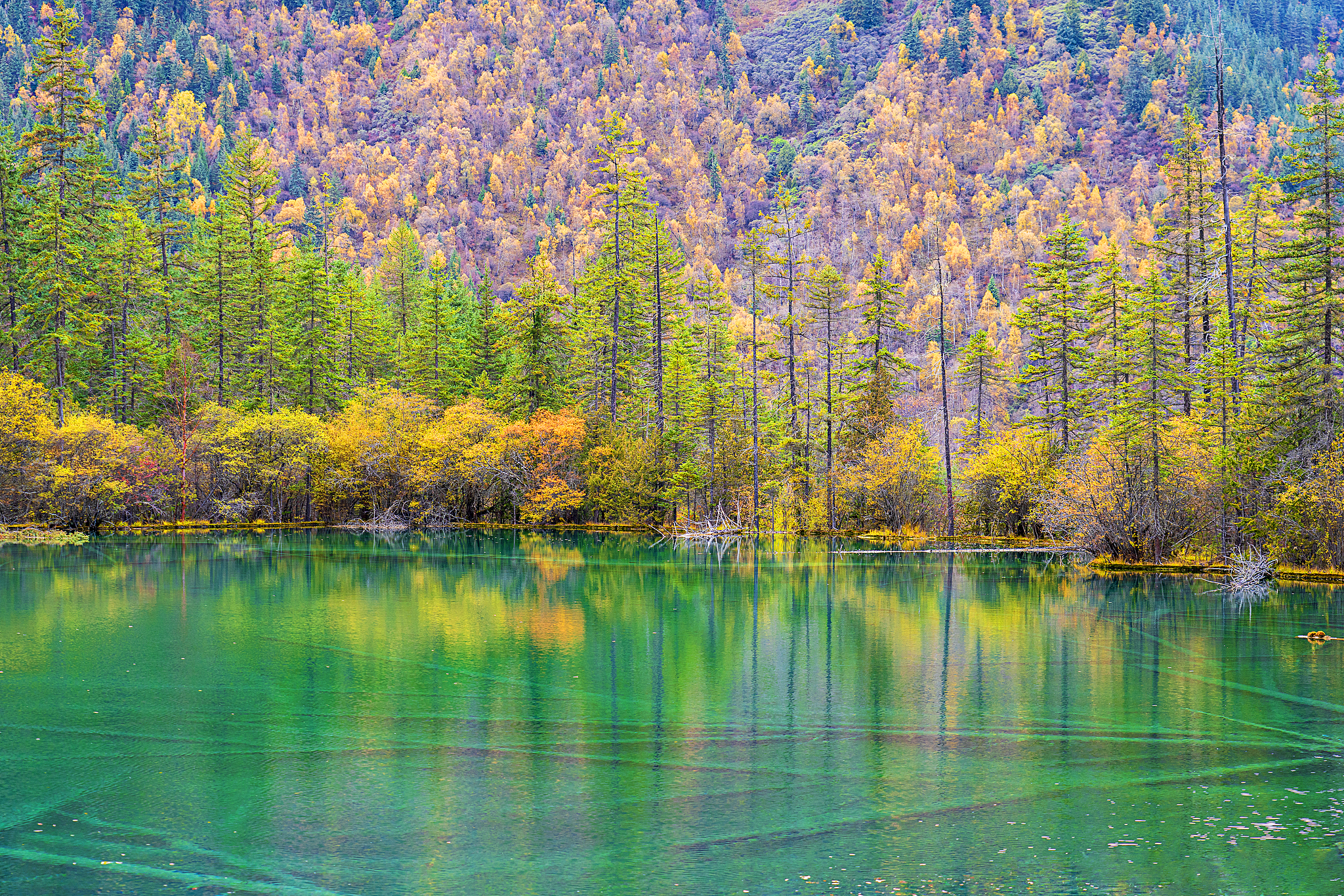 A view of the Fairy Pool scenic area in Jiuzhaigou County, Sichuan Province, October 26, 2024. /CFP