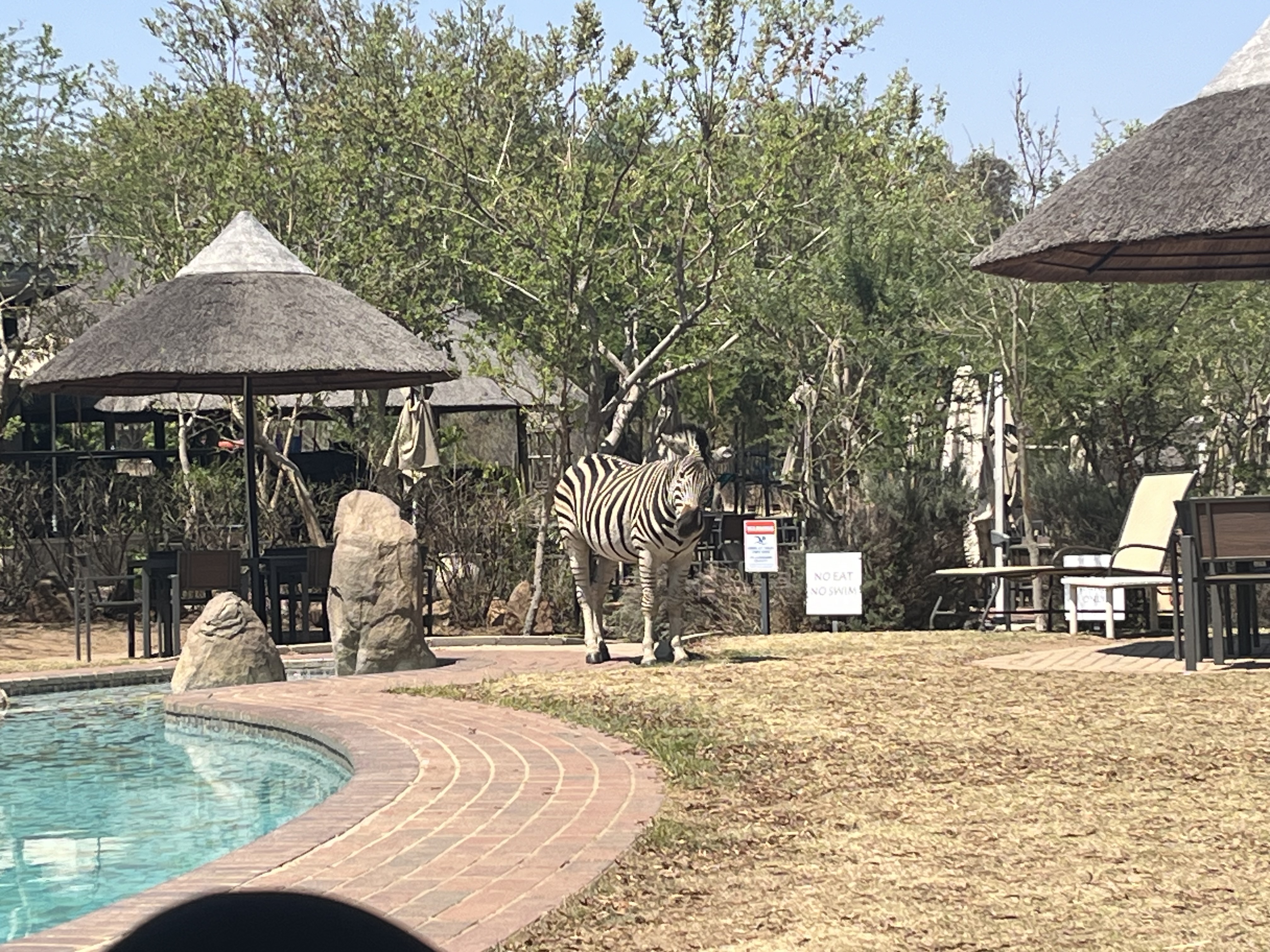 A zebra wanders beside a pool at the Cradle Moon Conservancy outside Johannesburg, South Africa on October 9, 2024. /CGTN