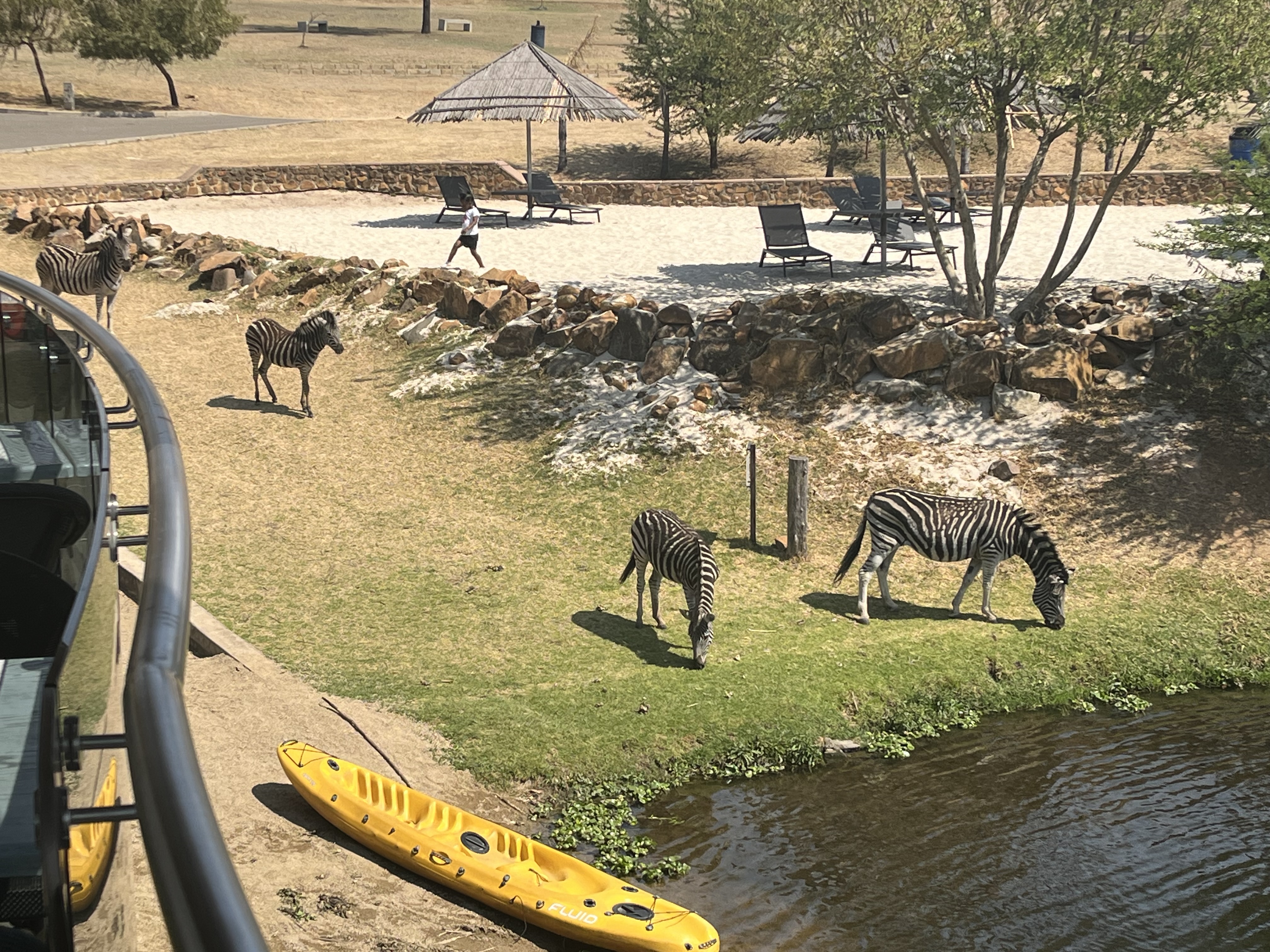 Zebras graze near the edge of the dam at the Cradle Moon Conservancy outside Johannesburg, South Africa on October 8, 2024. /CGTN