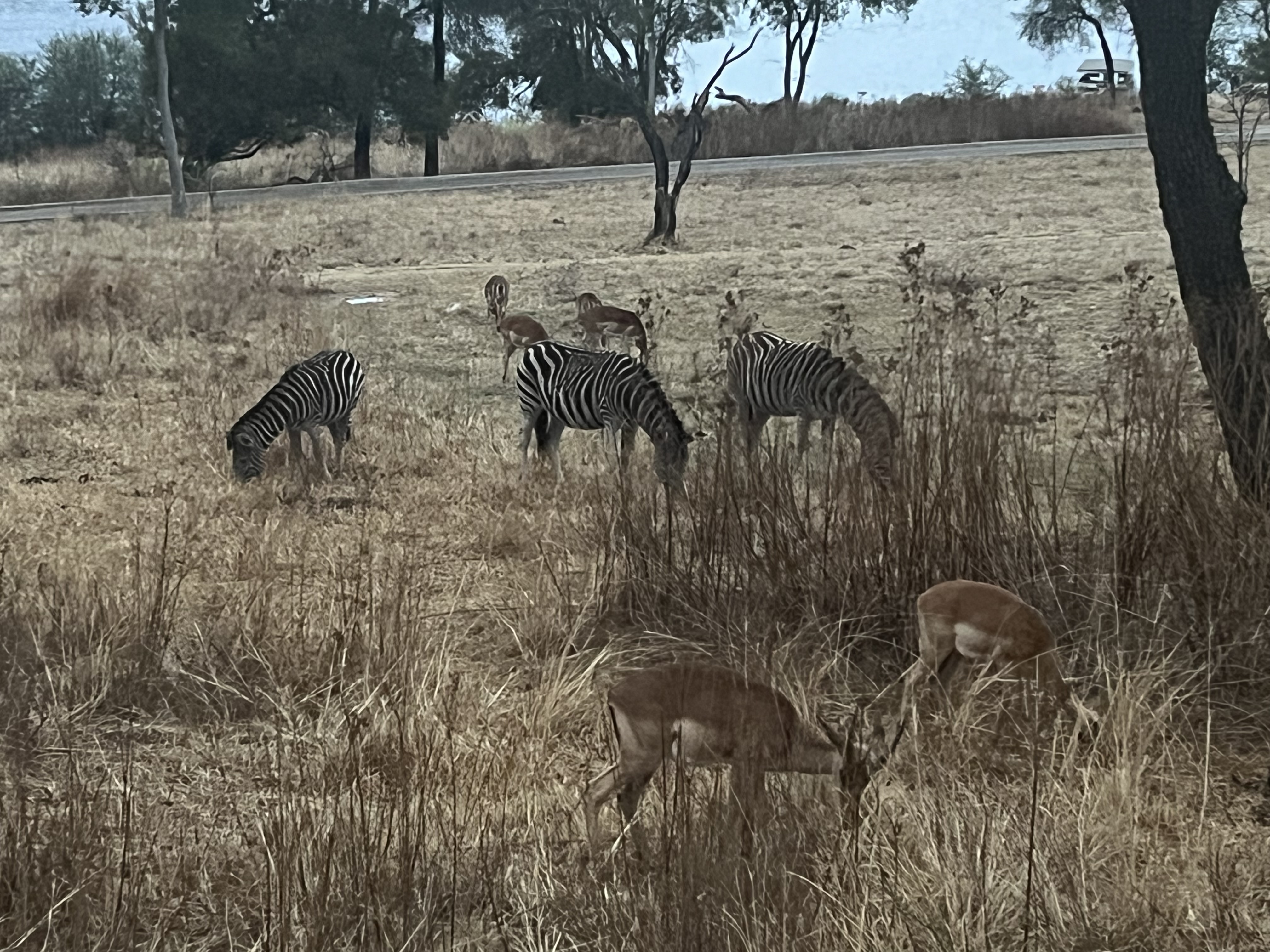 Zebras and antelopes graze in the veld of the Cradle Moon Conservancy outside Johannesburg, South Africa on October 10, 2024. /CGTN