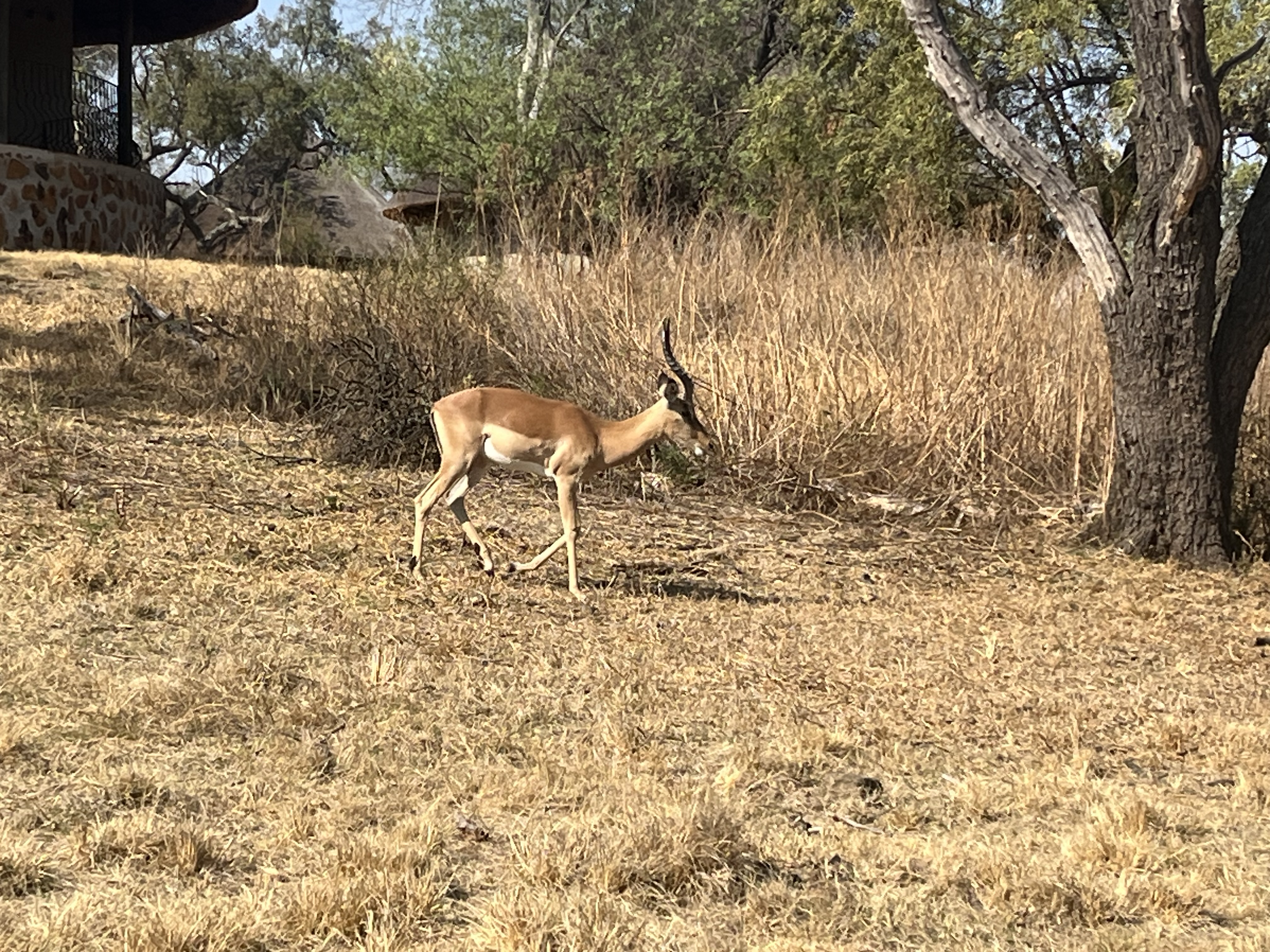 An antelope grazes near rondavels at the Cradle Moon Conservancy outside Johannesburg, South Africa on October 10, 2024. /CGTN