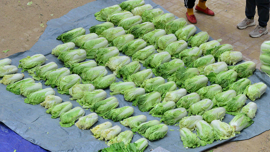 A file photo shows cabbages laid out on the ground, ready for sale in Shenyang, Liaoning Province. /CFP