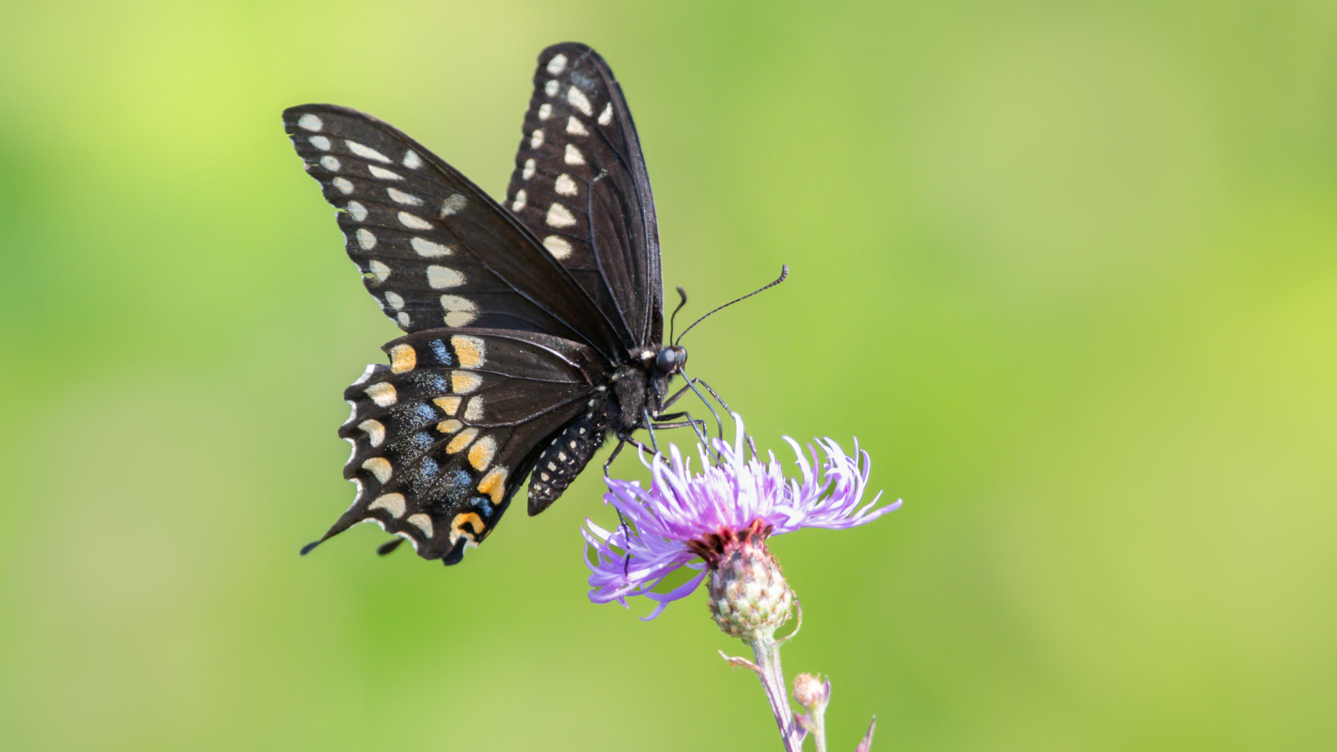 Canada AI initiative aims to counteract widespread insect decline