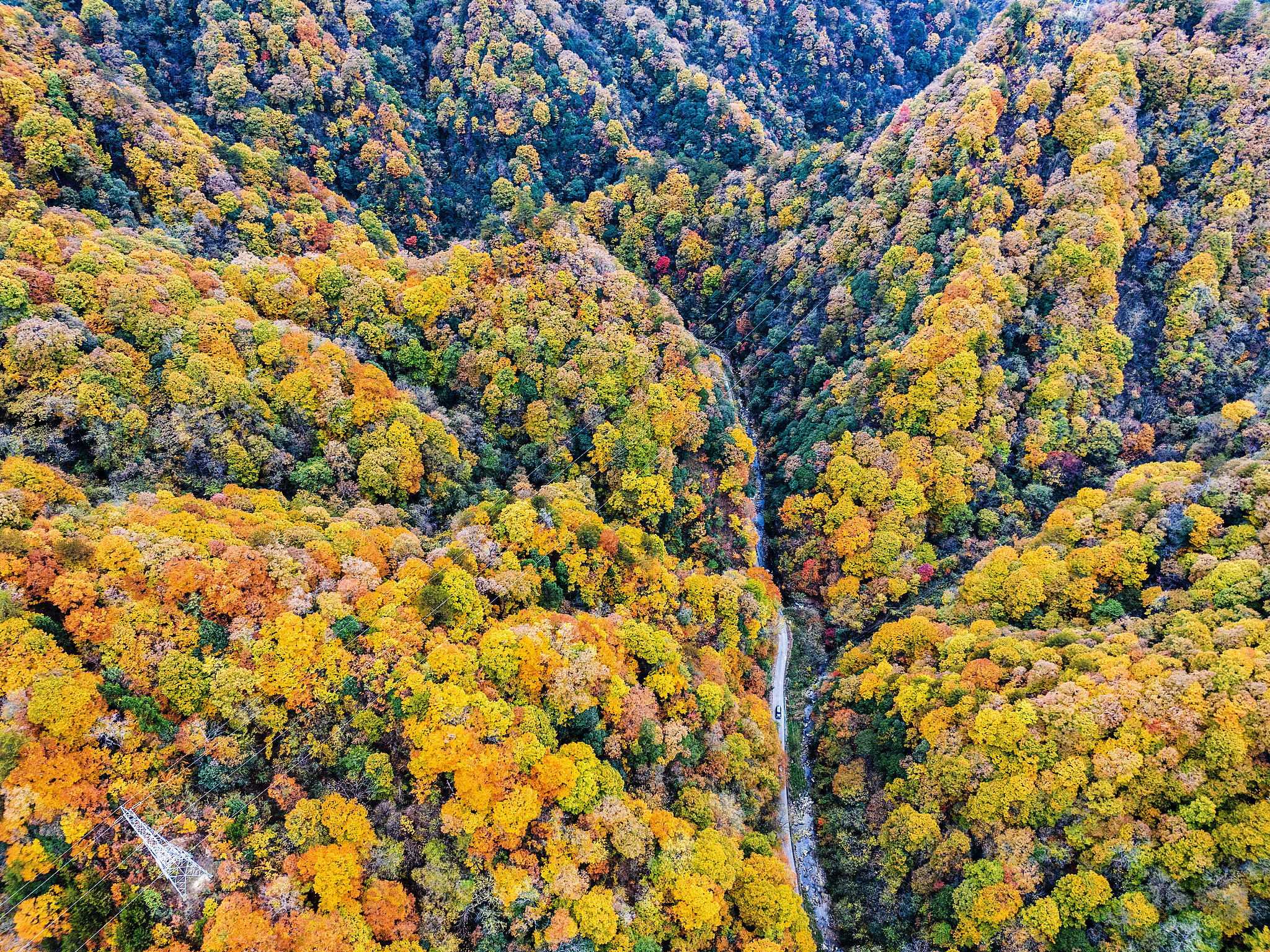 A view of an oil painting-like forest at Yangxian County in Hanzhong, Shaanxi Province, November 6, 2024. /CFP