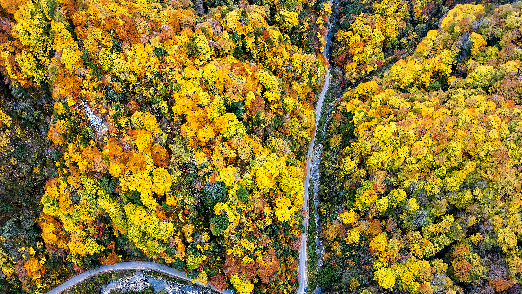 Oil painting-like scenes captured at forest in Shaanxi 