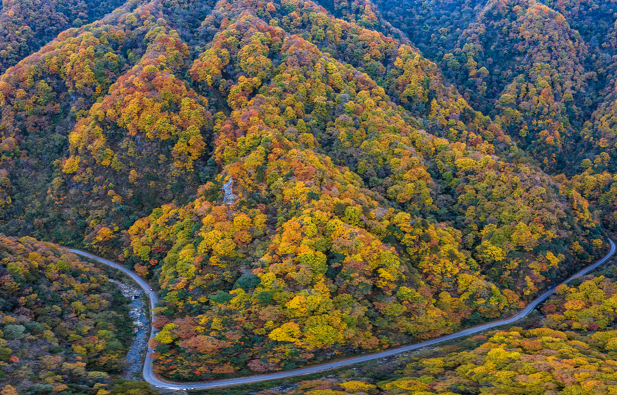 A view of an oil painting-like forest at Yangxian County in Hanzhong, Shaanxi Province, November 6, 2024. /CFP