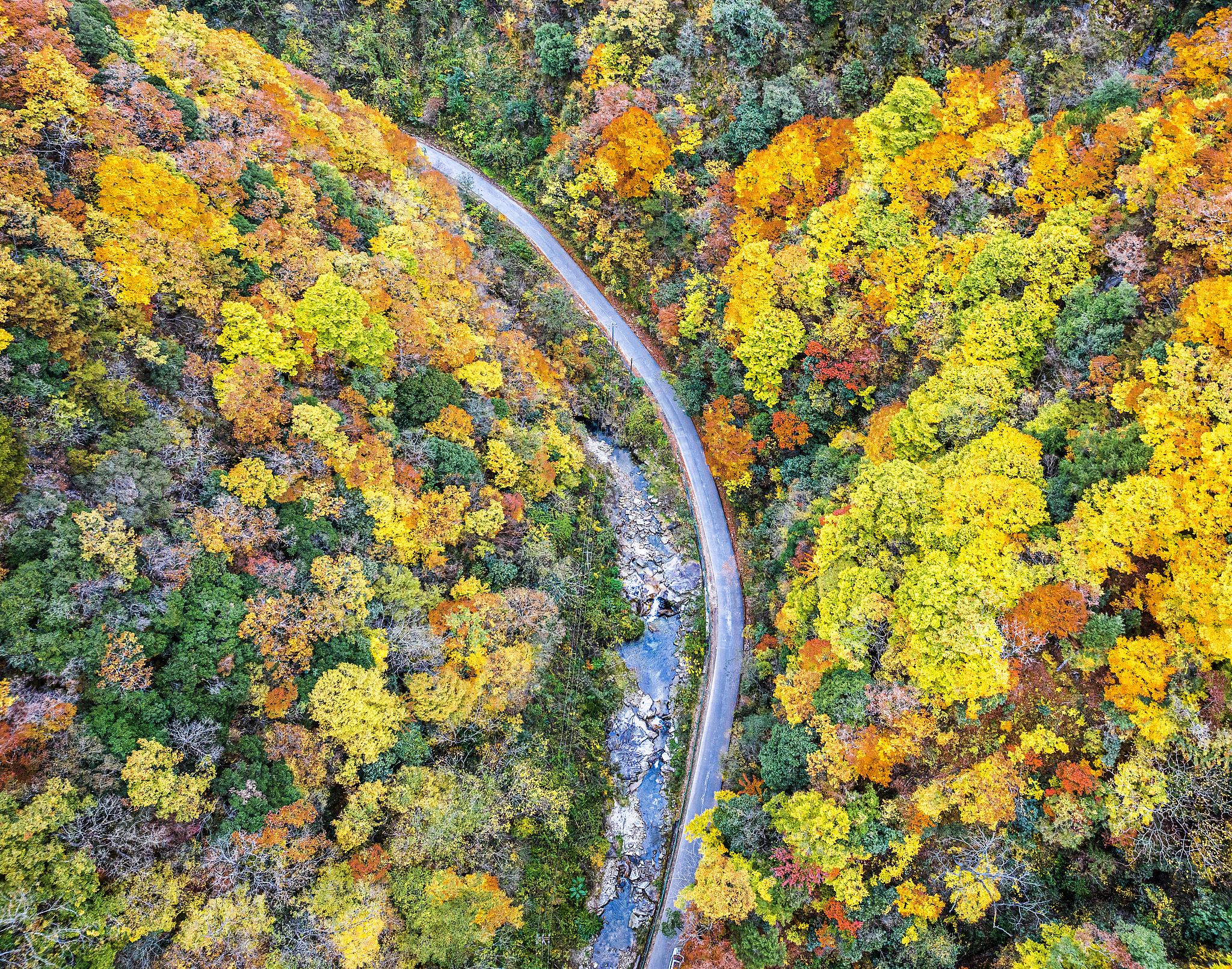 A view of an oil painting-like forest at Yangxian County in Hanzhong, Shaanxi Province, November 6, 2024. /CFP