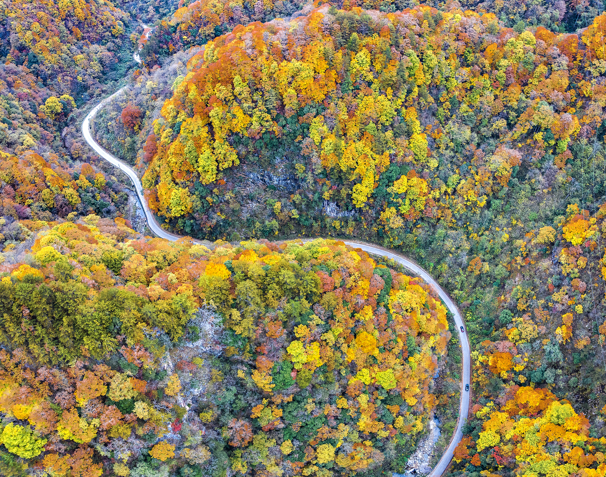 A view of an oil painting-like forest at Yangxian County in Hanzhong, Shaanxi Province, November 6, 2024. /CFP