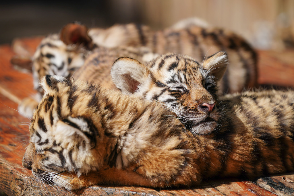 Little tigers enjoy sunbathing outdoors on November 21, 2024. /CFP