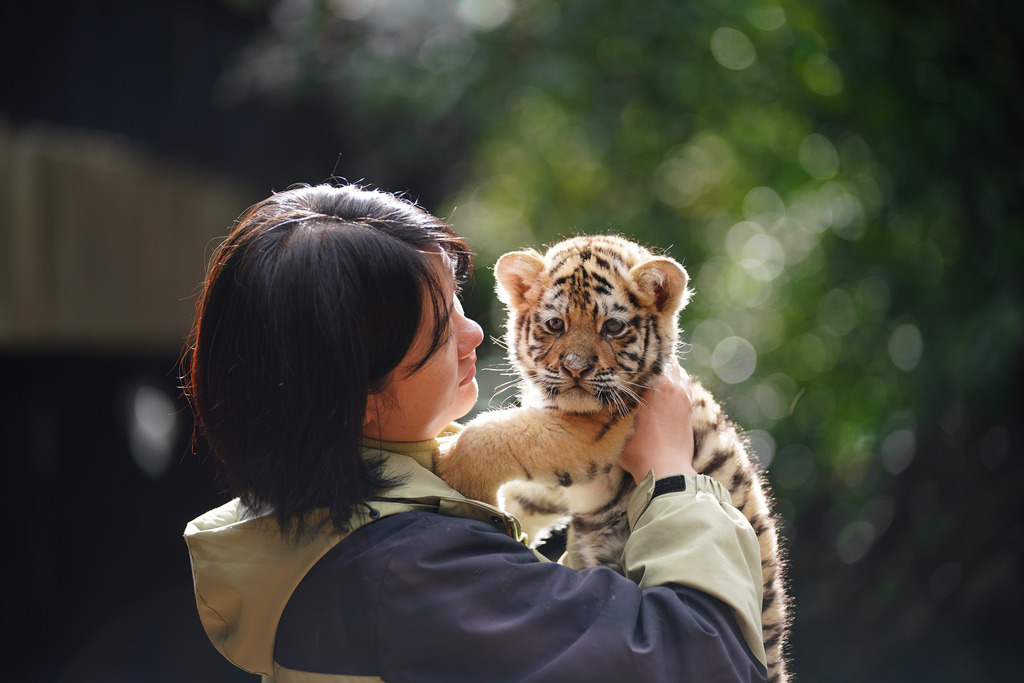 Little tigers enjoy sunbathing outdoors on November 21, 2024. /CFP