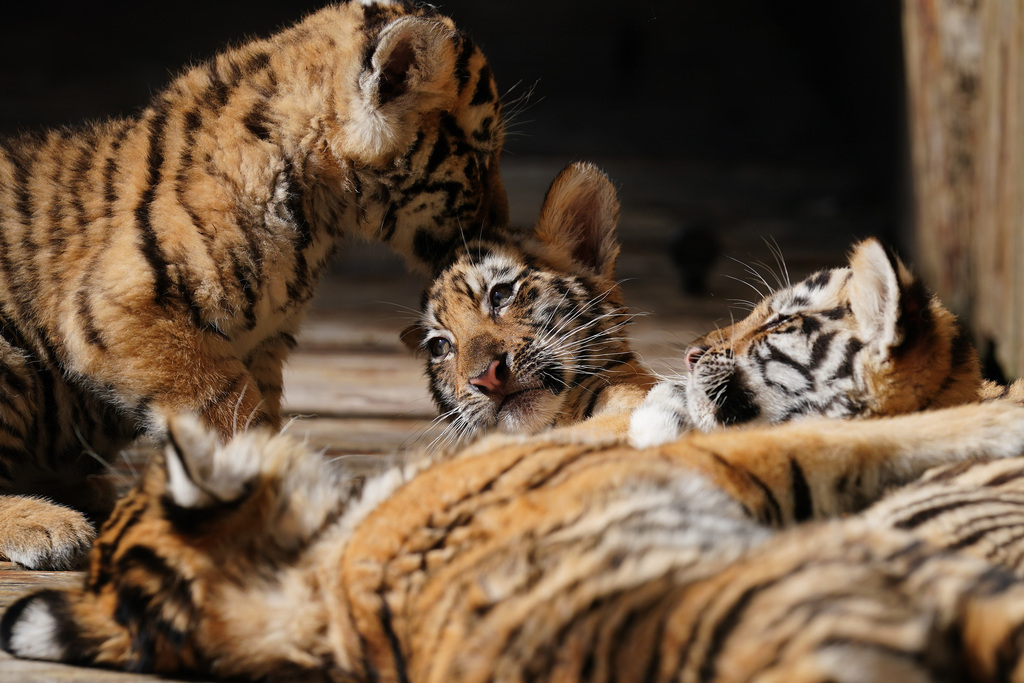 Little tigers enjoy sunbathing outdoors on November 21, 2024. /CFP