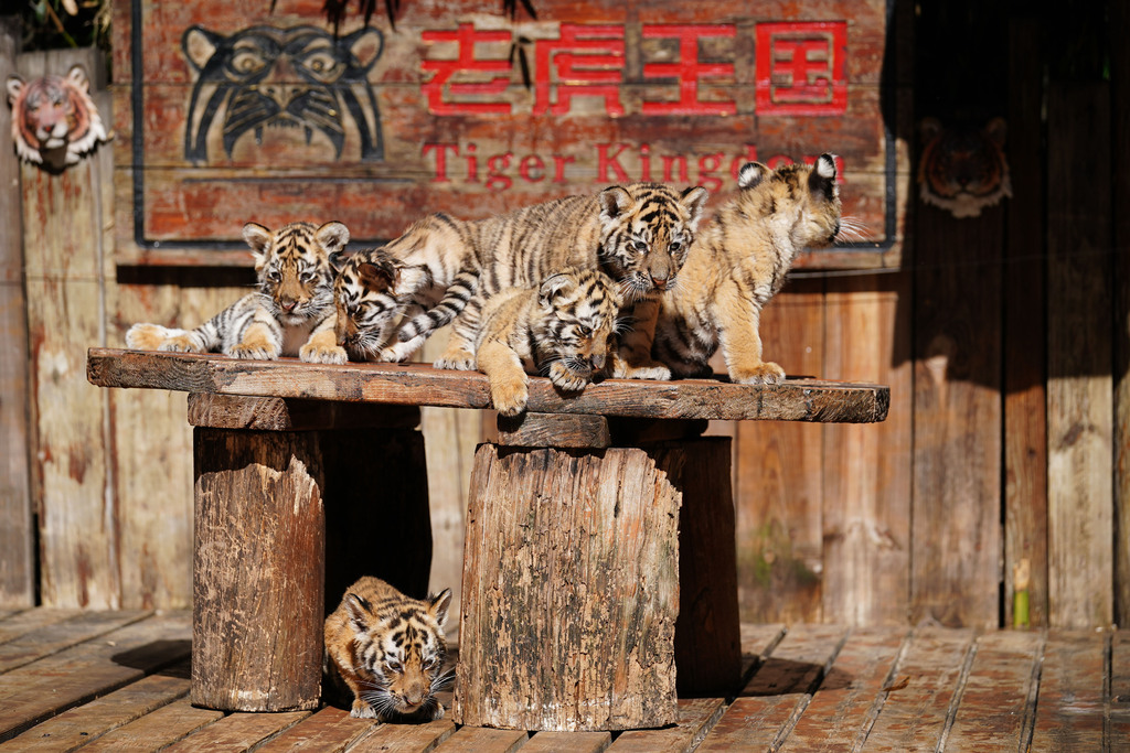 Little tigers enjoy sunbathing outdoors on November 21, 2024. /CFP