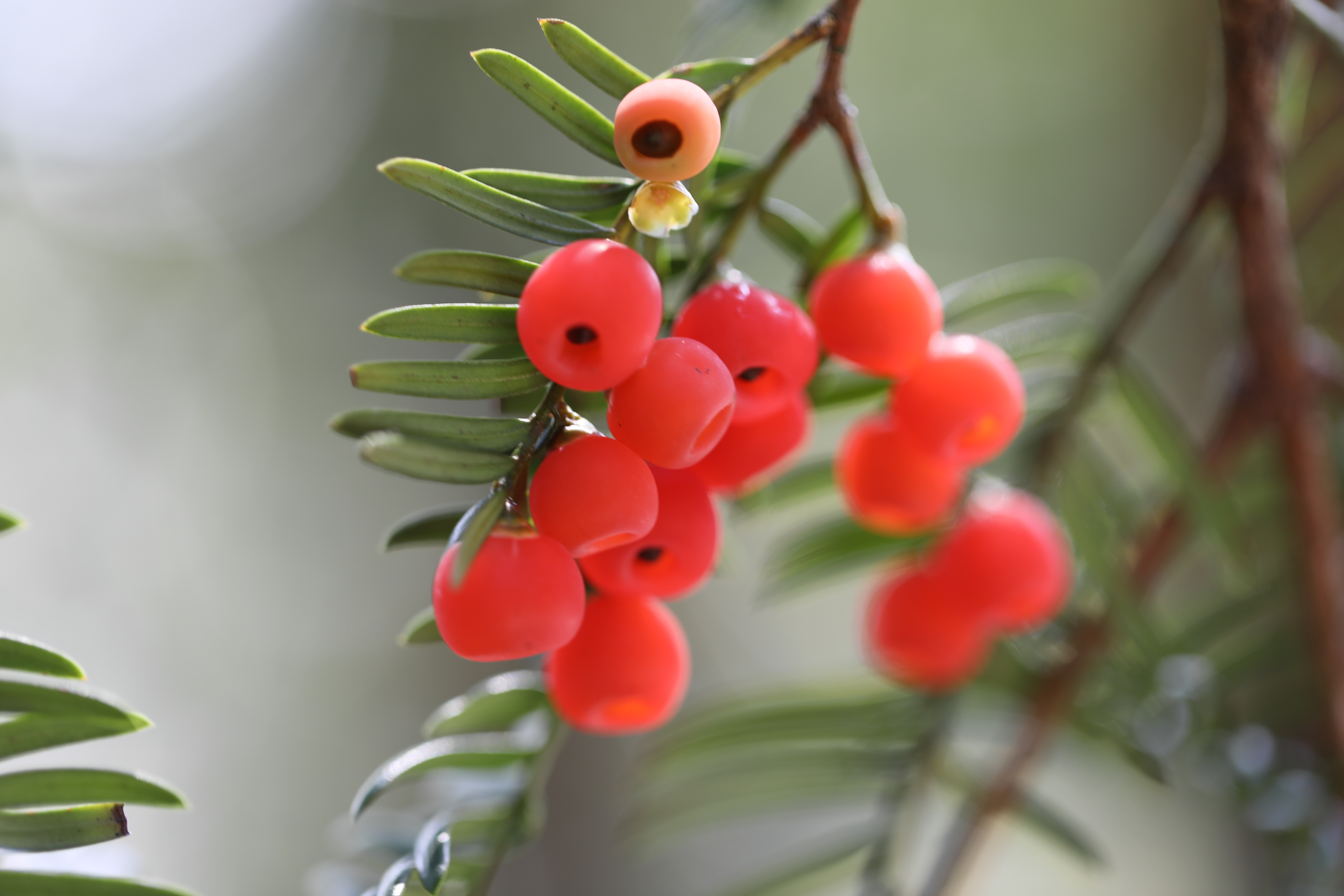 Berries are seen growing on Chinese yews in Shiqian County, Guizhou Province in November 2024. /Photo provided to CGTN