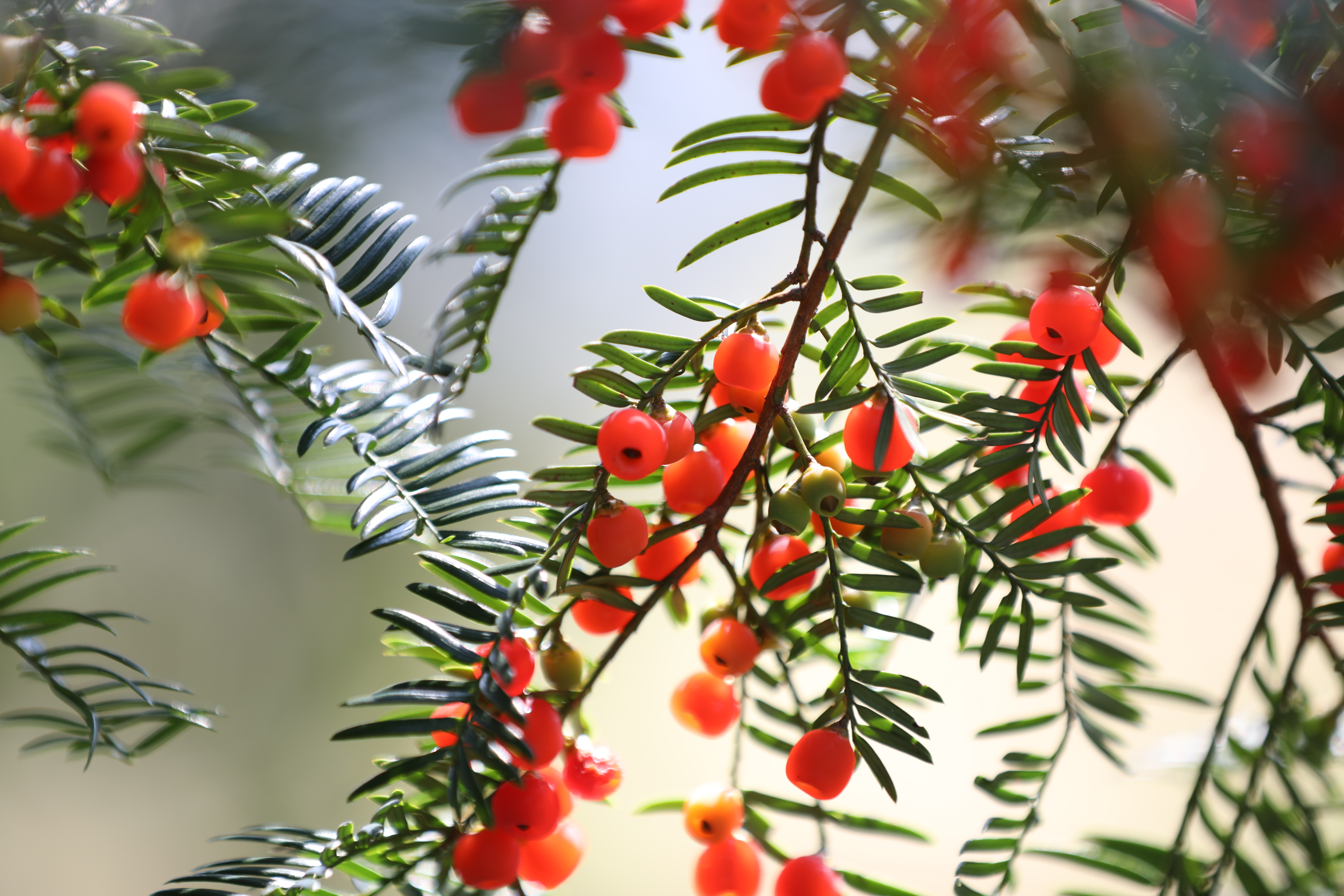 Berries are seen growing on Chinese yews in Shiqian County, Guizhou Province in November 2024. /Photo provided to CGTN