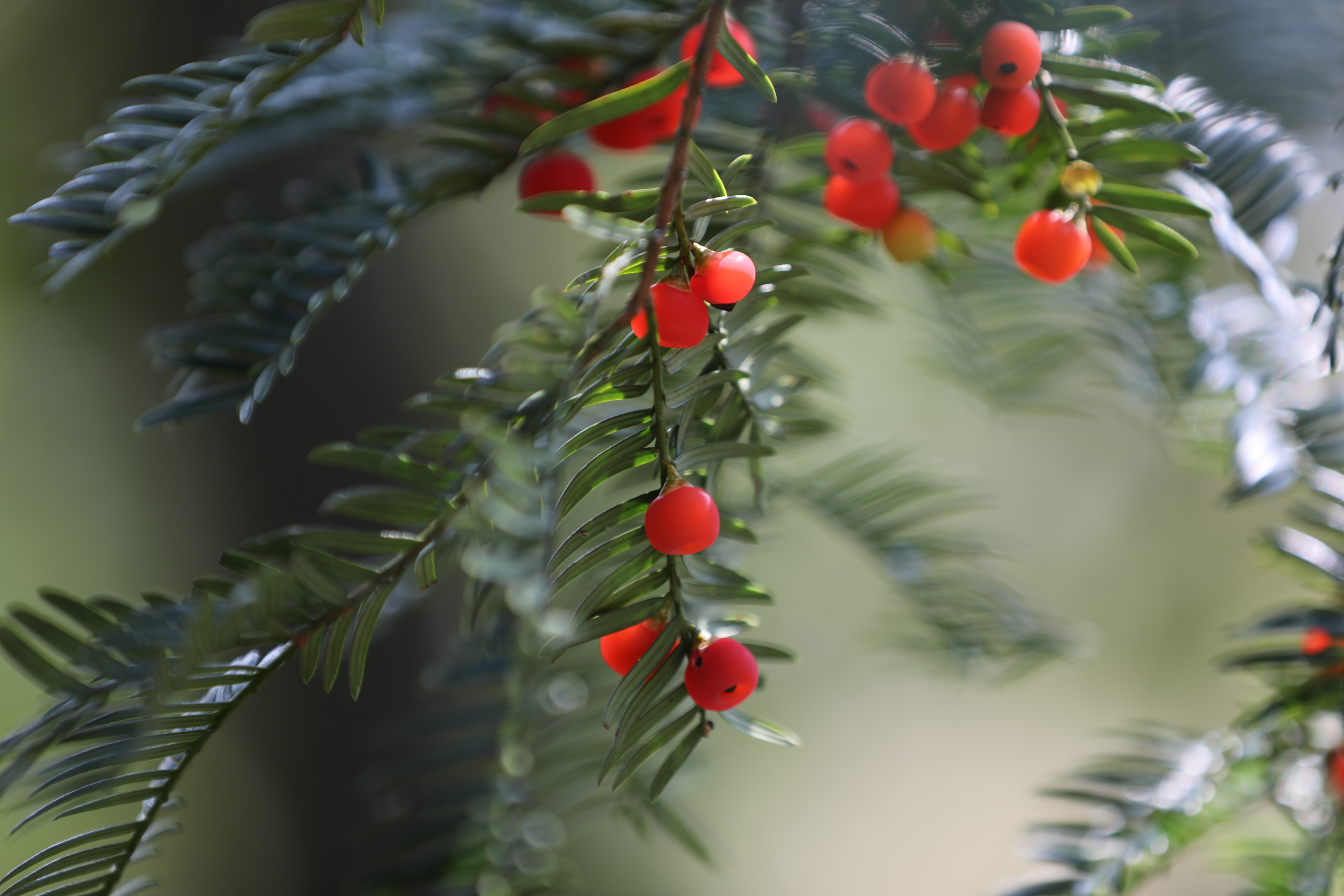 Berries are seen growing on Chinese yews in Shiqian County, Guizhou Province in November 2024. /Photo provided to CGTN