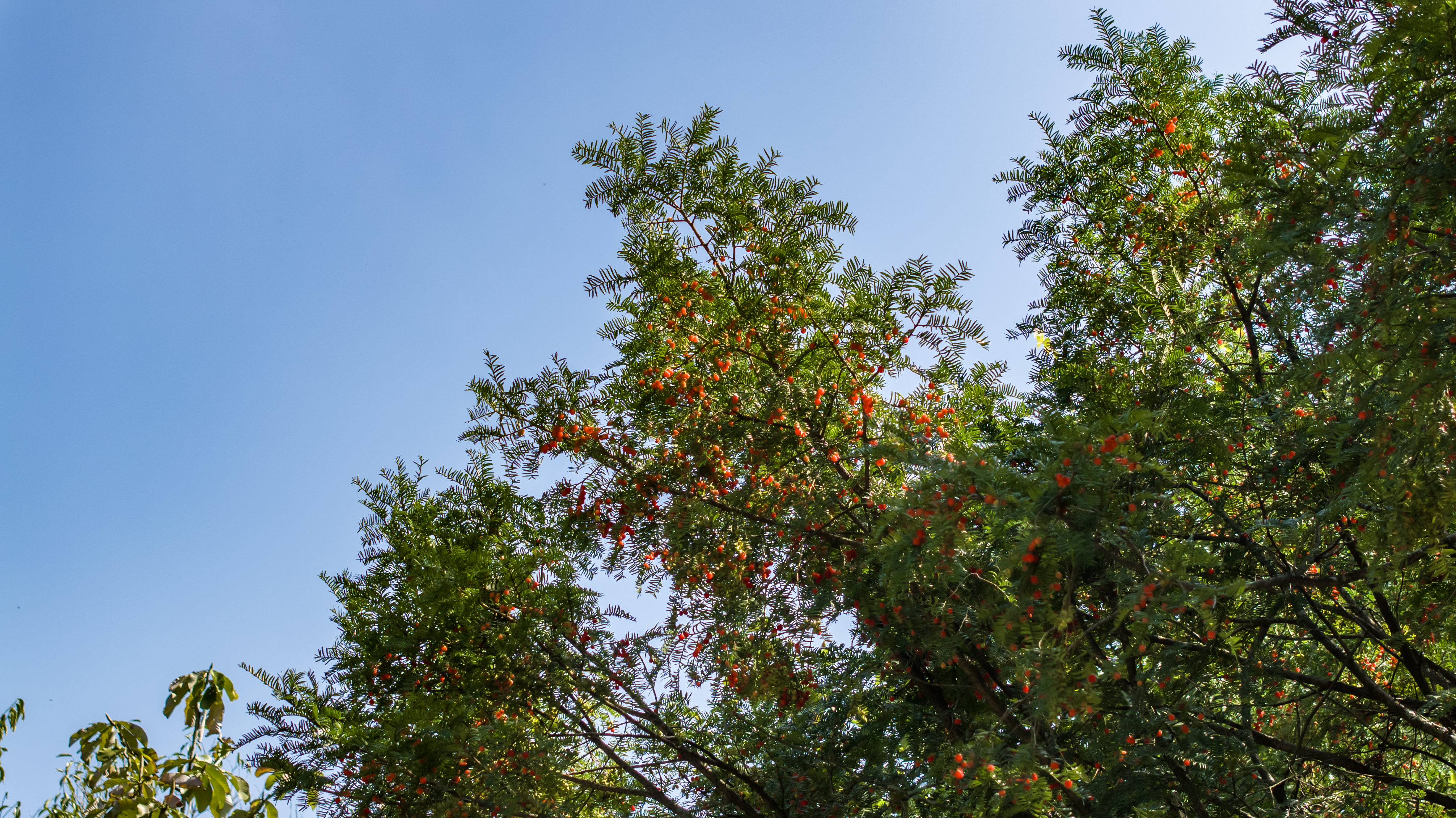 Berries are seen growing on Chinese yews in Shiqian County, Guizhou Province in November 2024. /Photo provided to CGTN