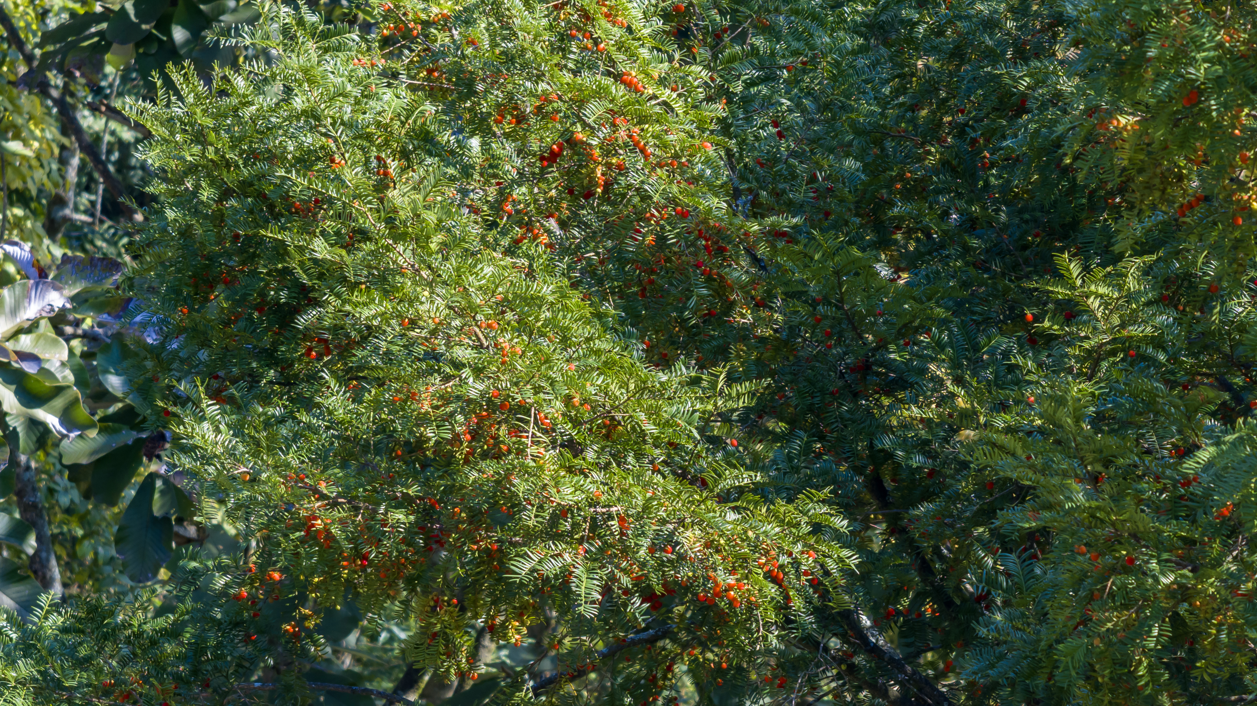 Berries are seen growing on Chinese yews in Shiqian County, Guizhou Province in November 2024. /Photo provided to CGTN