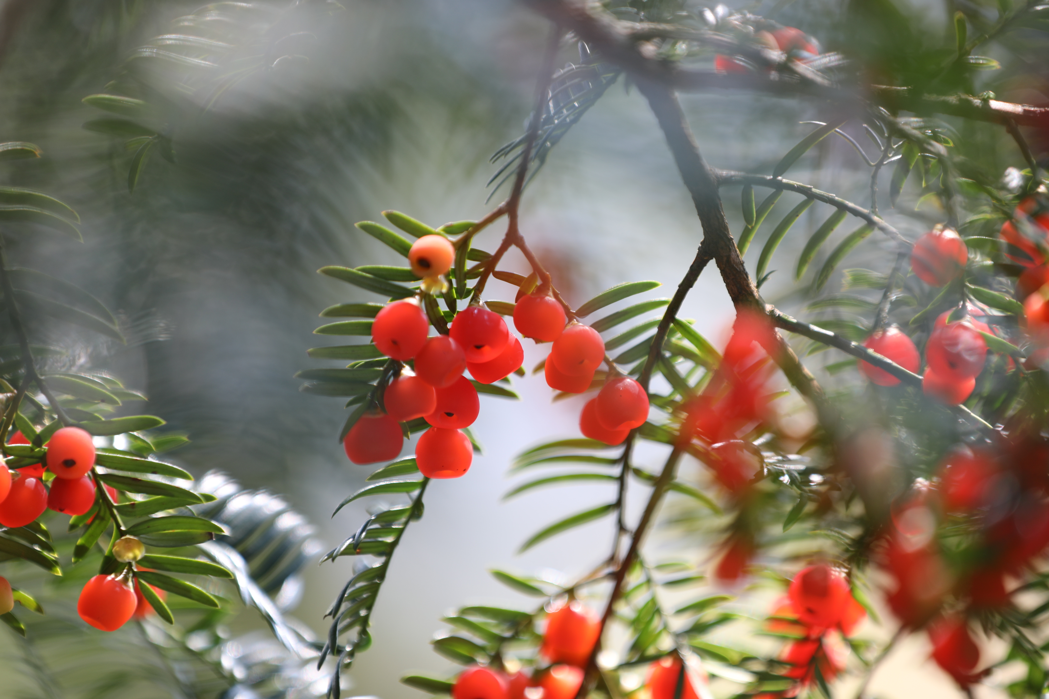 Berries are seen growing on Chinese yews in Shiqian County, Guizhou Province in November 2024. /Photo provided to CGTN