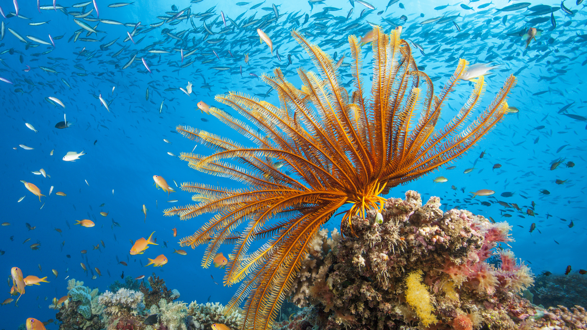 The marine view of the Great Barrier Reef. /CFP