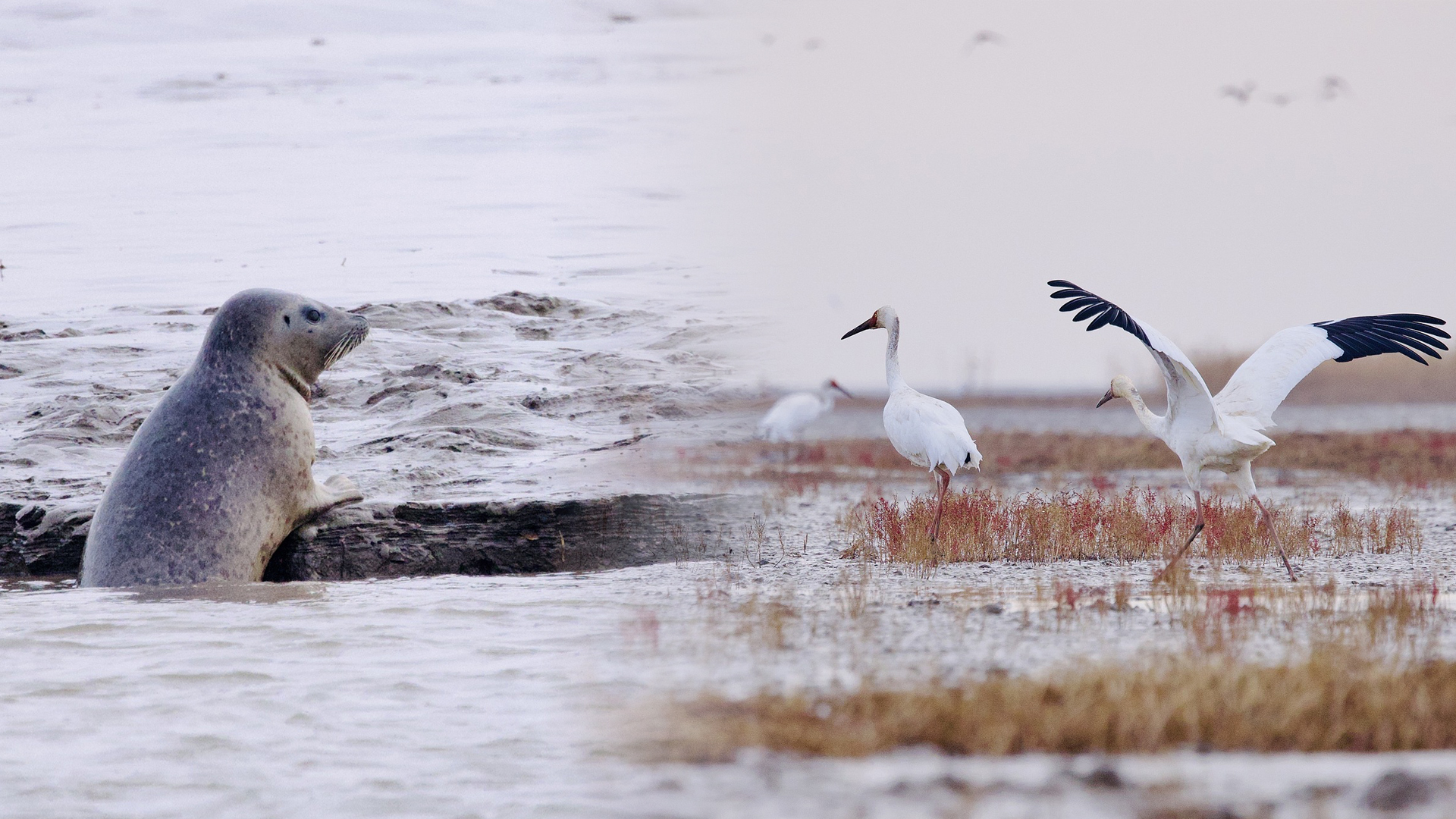 Live: Protected species thrive in the Liao River Estuary  