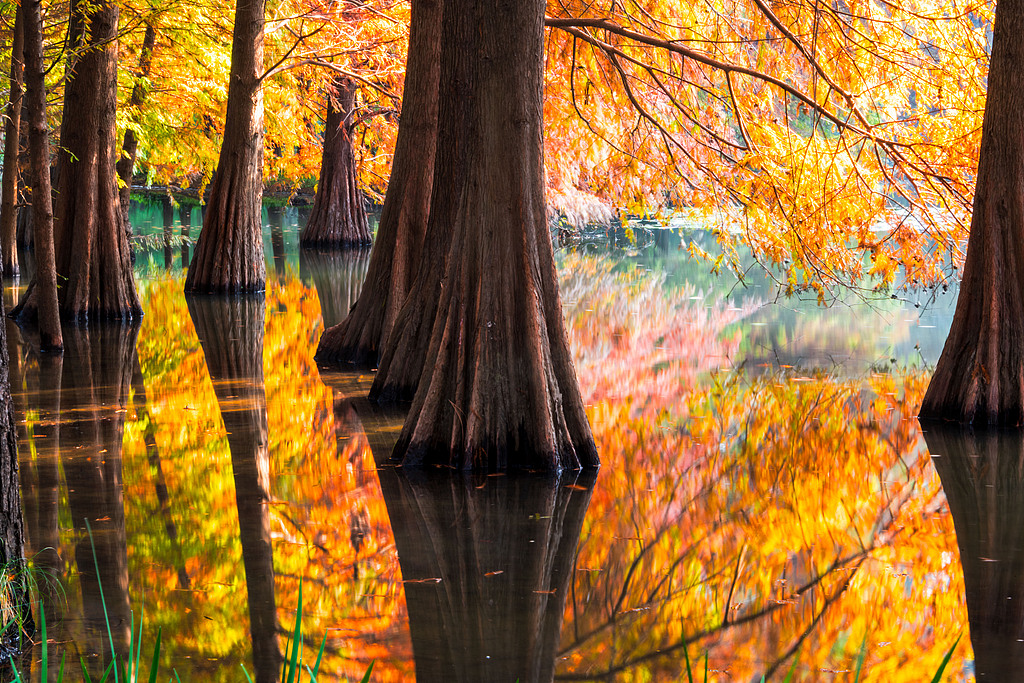 Bald cypresses and their reflections on a lake are seen at the imperial Xiaoling Mausoleum in Nanjing, Jiangsu Province on November 11, 2024. /CFP