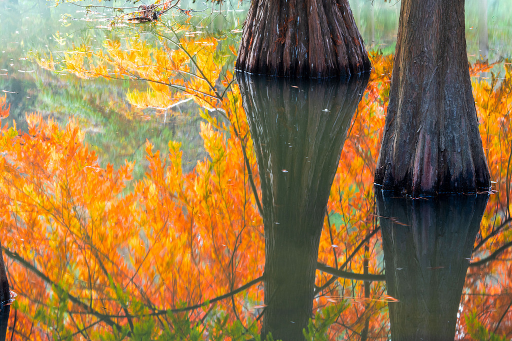 Bald cypresses and their reflections on a lake are seen at the imperial Xiaoling Mausoleum in Nanjing, Jiangsu Province on November 11, 2024. /CFP